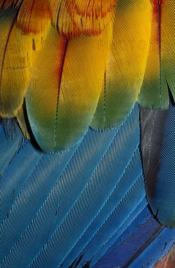 PERU, Amazonia, Tambopata Rainforest, Close up details of the colourful wing feathers of a Scarlet Macaw