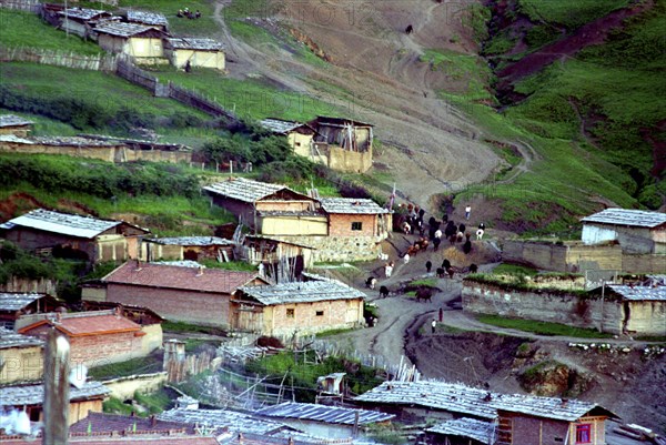 CHINA, Gansu, Langmusi, Aerial view over the towns rooftops with herd of  Yaks moving through the street