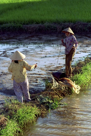VIETNAM, South, Nha Trang, Two ladies draining a paddy field to replenish another in preperation for planting near the outskirts of town