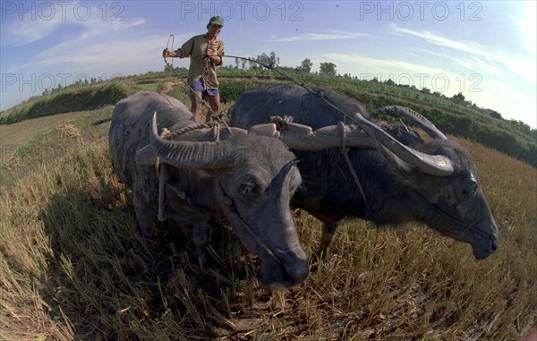 VIETNAM, South, Mekong Delta, Farmer working in a paddy field with two water buffalo