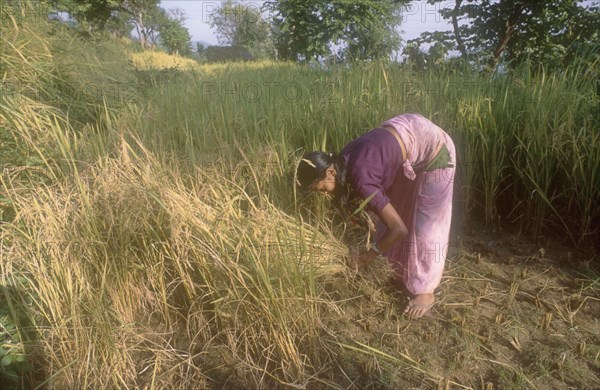 NEPAL, Syangja, Jagatra Devi, Female farmer harvesting summer rice on terraced field in the mid hills.