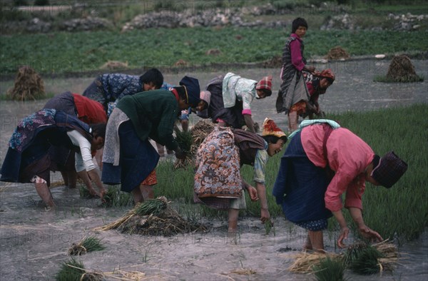 BHUTAN, Paro, Group of women planting paddy fields