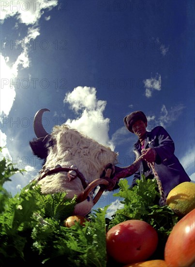 CHINA, Tibet, Lhasa, Angled view looking up at a feeding Tibetan Cow with handler