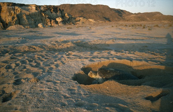 OMAN, Ra’s al Junayz, Green turtle laying eggs at dawn