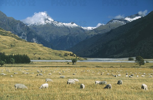 NEW ZEALAND, South Island, Farming, View west across the Makarpra River Valley and grazing sheep towards Mount Aspiring in the Southern Alps in West Otago.