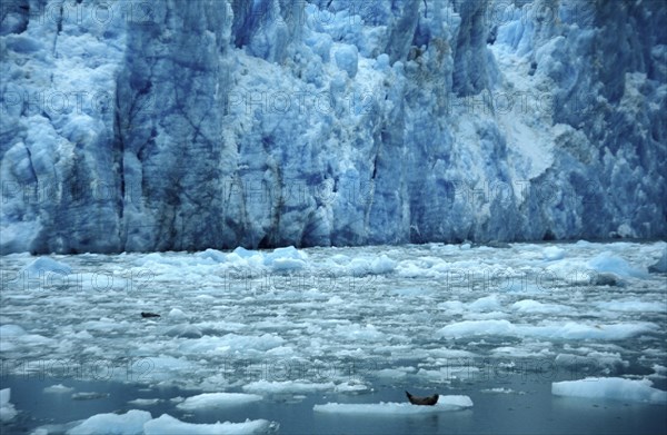 USA, Alaska, Near Juneau, View over floating icebergs with resting seals toward sheer ice cliff of Sawyer Glacier