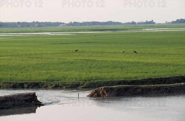 BANGLADESH, Chittagong, Sylhet, Breached embankment and rice fields