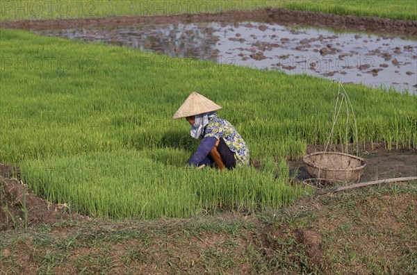 VIETNAM, North, Farming, Woman working with rice seedlings for transplanting