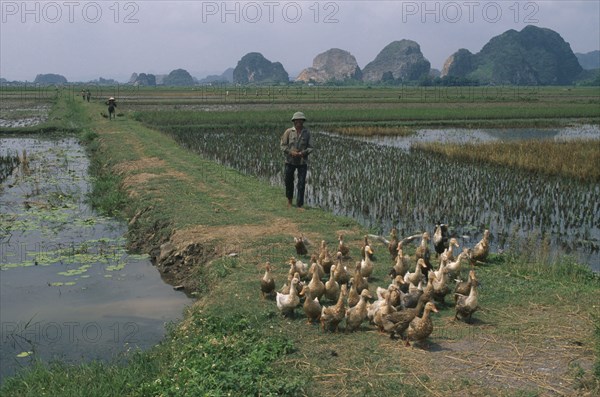 VIETNAM, Ninh Binh Province, Hoa Lu, Farmer herding ducks along a path through rice paddies south of hanoi