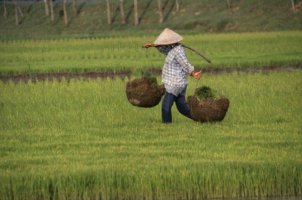 VIETNAM, North, Farming, Woman walking across rice paddy carrying rice seedlings in baskets on a pole over her shoulder