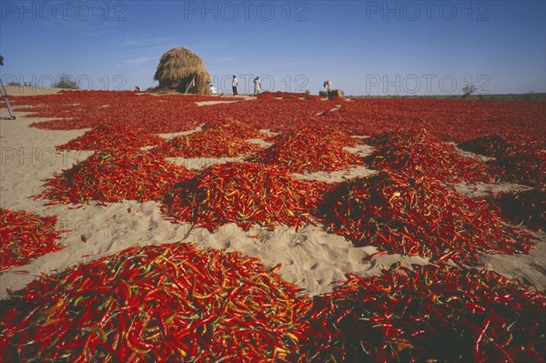 INDIA, Rajasthan, Pokhran, Chillies spread out to dry near Pokhran.