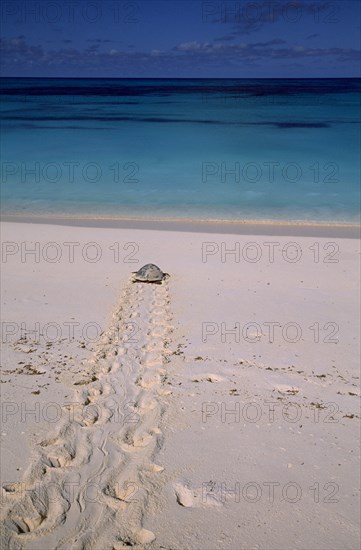 SEYCHELLES, Bird Island, View from sandy beach of a Hawksbill turtle returning to the sea after laying her eggs