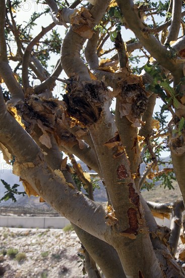 OMAN, Trees, Frankincense tree which produces aromatic gum resin used as incense.