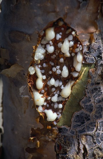 OMAN, Dhofar, Close view of Frankincense tree oozing resin from incisions made in trunk.