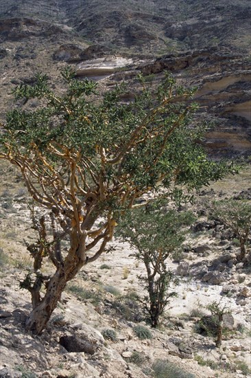 OMAN, Trees, Frankincense tree.