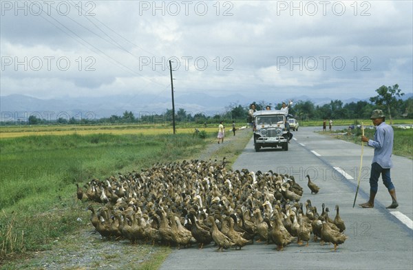PHILIPPINES, Luzon Island, Agriculture, Peasant farmer herding flock of ducks across road in key NPA land reform area.