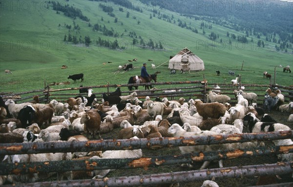 CHINA, Xinjiang Province, Kazakh nomads herding goats and sheep in summer pastures