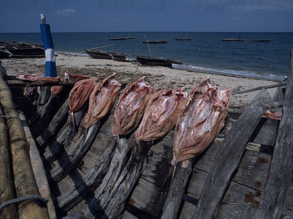TANZANIA, Pangani, Close up of fish being sun dried on the beach