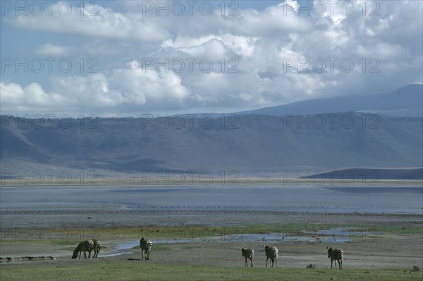 TANZANIA, Ngorongoro Crater, Landscape with grazing zebra.