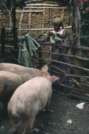 TANZANIA, Farming, Woman feeding pigs.  Example of western farm animals adopted for African use.