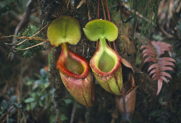 MALAYSIA, Sabah, Mount Kinabalu National Park, Pitcher plants which are a carniverous species that traps insects in water