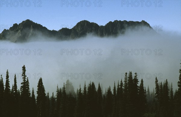 USA, Washington State, Mount Rainier National Park, Mount Ranier Peaks above the clouds with row of trees in the foreground