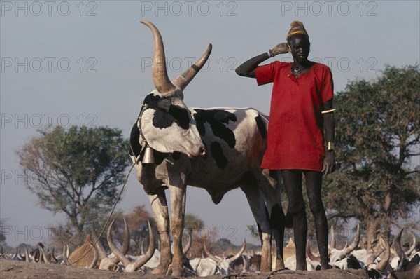 SUDAN, Farming, Dinka man with piebald Song Bull tethered beside him with bell around neck and cattle herd behind.