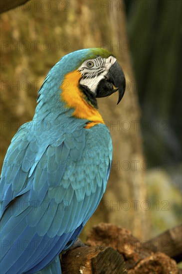 BIRDS, Single, Parrot, Close up of a blue and yellow feathered parrot sitting on a branch in the Carribean