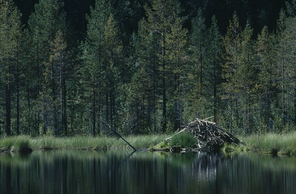 SWEDEN, Landscape, Lake beside trees with beaver lodge.