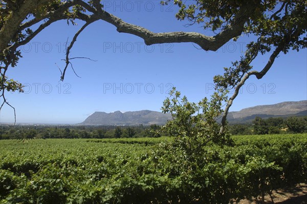 SOUTH AFRICA, Western Cape, Cape Town, Wine Area landscape with tree branches in the foreground