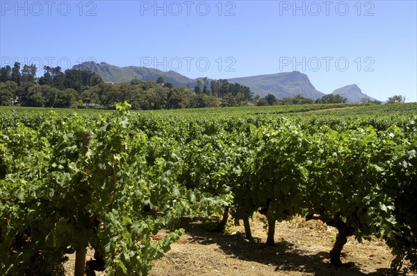 SOUTH AFRICA, Western Cape, Cape Town, Winery vineyards