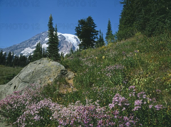 USA, Washington State, Mount Rainer National Park, Paradise. Cascade Aster and Pasque flower seedheads below snowcapped peaks.