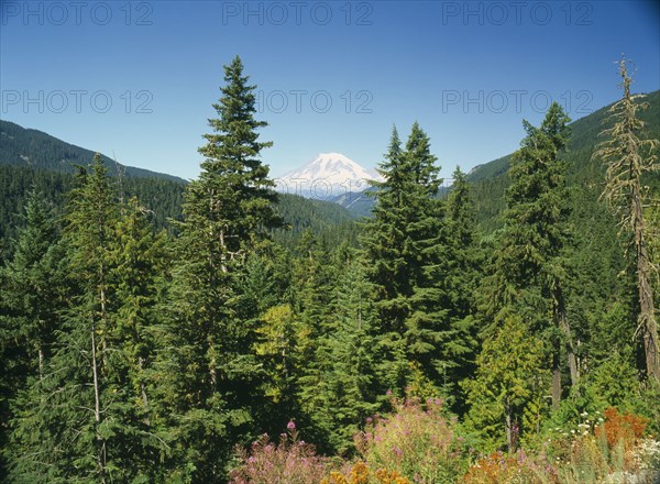 USA, Washington State, Mount Rainer National Park, Mount Rainer seen through trees from near White Pass.