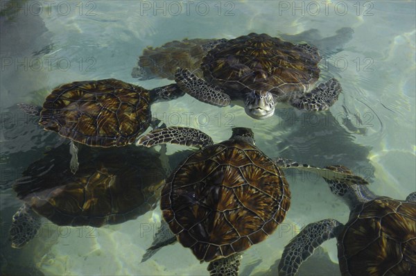 WEST INDIES, Cayman Islands, View looking down on group of turtles in the water in a turtle farm