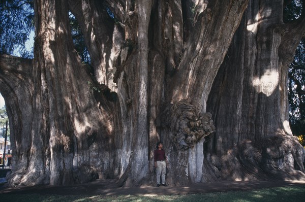 MEXICO, Oaxaca, 2000 year old Ahuehuette tree El Tule with a girth of 58 metres