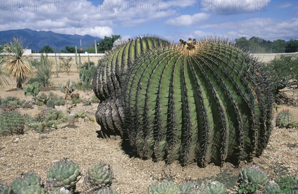 MEXICO, Oaxaca, Barrell cactus in the garden of the regional museum