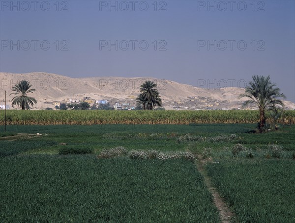 EGYPT, Nile Valley, Luxor, West Bank of Nile. Green lush crops in front of barren hills.