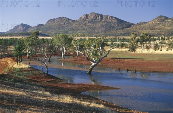 AUSTRALIA, South Australia, Flinders Ranges NP, Gum trees in a billabong at Rawnsley and the south west escarpment of  Wilpena Pound.