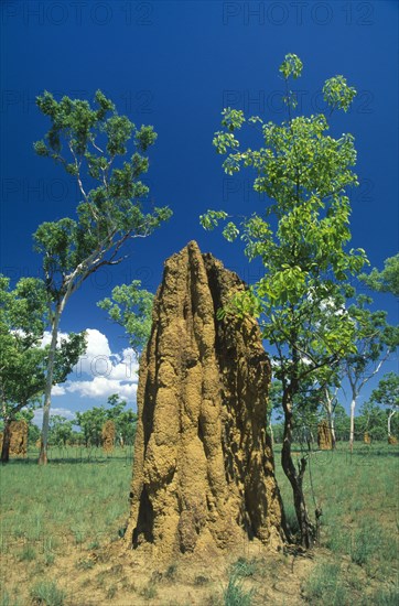 AUSTRALIA, Northern Territory, Kakadu Nat. Park, Huge termite nests or cathedrals.