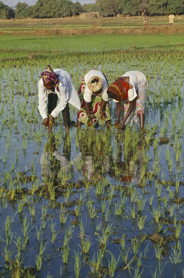 BURKINA FASO, Bobo Dioulassou, Three women working together in paddy field.