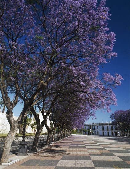 SPAIN, Andalucia, Cadiz, Jerez de la Frontera. Alcazar promenade with line of Jacaranda tress in full bloom
