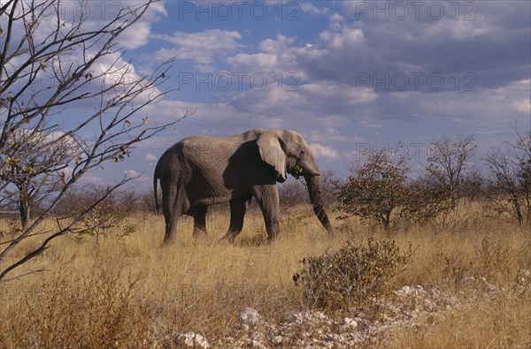 ANIMALS, Big Game, Elephants, Single elephant wandering through Etosha National Park in Namibia