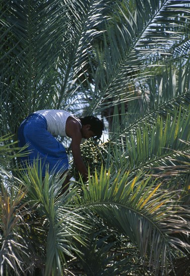 OMAN, Nakhal, Man gathering dates