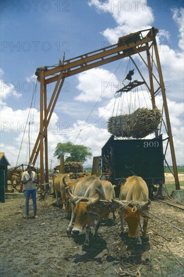 WEST INDIES, Dominican Republic, Farming, Team of oxen being used to power lifting mechanism for moving harvested sugar cane.