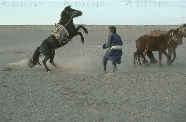 MONGOLIA, Gobi desert, Rearing horse being accustomed to saddle and bridle held by man on ground by long rope.