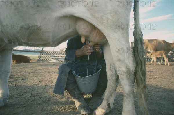 MONGOLIA, Agriculture, Close up of cow being milked.  Yields are very low.
