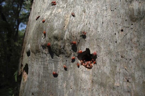 ROMANIA, Tulcea, Danube Delta Biosphere Reserve, Red beetles on tree bark in Letea national park