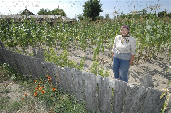 ROMANIA, Tulcea, Danube Delta Biosphere Reserve, Elderly female farmer standing in corn field behind wooden fence