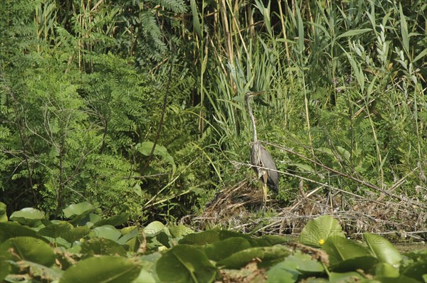 ROMANIA, Tulcea, Danube Delta Biosphere Reserve, "Purple Haron, a wading bird of the family Ardeidae, among the greenery of the riverbank"