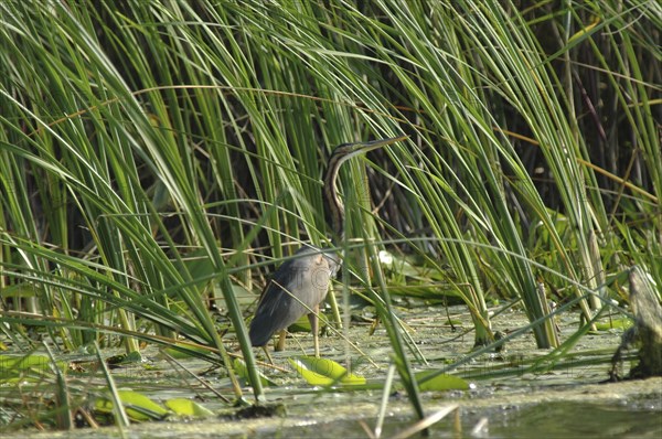 ROMANIA, Tulcea, Danube Delta Biosphere Reserve, "Purple Haron, a wading bird of the family Ardeidae, among the greenery of the riverbank"